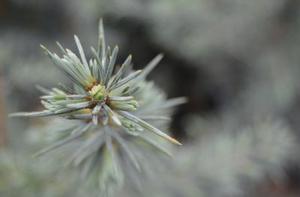 STERLING FROST™ DEODAR CEDAR