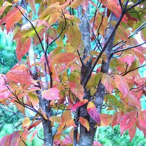 FIRE MASTER™ BLACKGUM