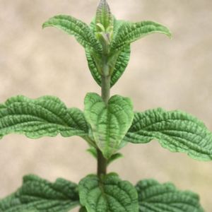 PUCKER UP!® RED TWIG DOGWOOD