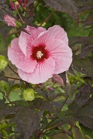 SUMMERIFIC® SUMMER STORM HARDY HIBISCUS