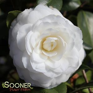 WHITE BY THE GATE CAMELLIA