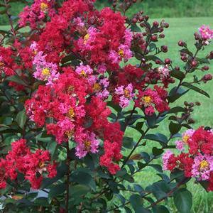 PRINCESS ZOEY™ CRAPEMYRTLE