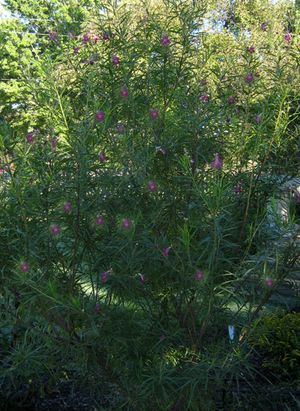 BURGUNDY DESERT WILLOW