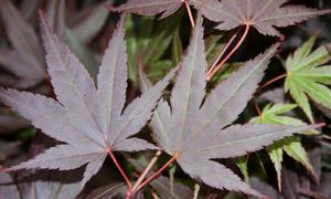 RHODE ISLAND RED UPRIGHT JAPANESE MAPLE