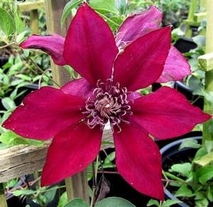 PICARDY™ CLEMATIS