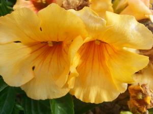 SUMMER JAZZ™ SUNRISE GOLD TRUMPET VINE