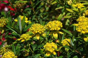 SOLID GOLD EUPHORBIA