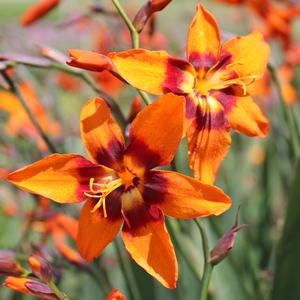 EMILY MCKENZIE MONTBRETIA