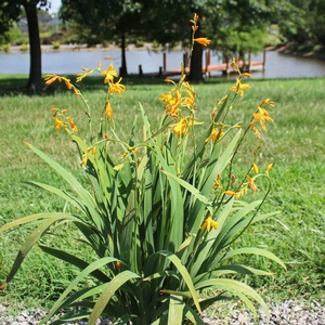 GEORGE DAVIDSON MONTBRETIA