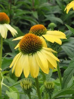 BIG SKY™ SUNRISE CONEFLOWER