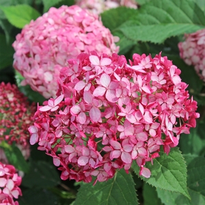INVINCIBELLE® RUBY HYDRANGEA