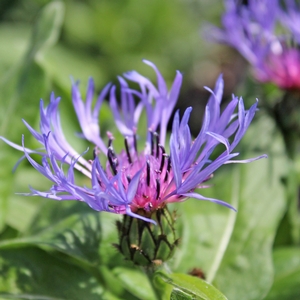 MONTANA BLUE BACHELOR'S BUTTON