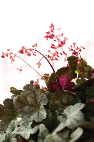 DOLCE® MOCHA MINT CORAL BELLS