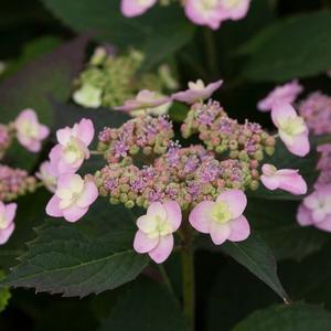 TINY TUFF STUFF™ HYDRANGEA