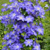 BROTHER STEFAN® CLEMATIS