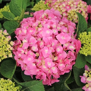 LET'S DANCE® BLUE JANGLES® HYDRANGEA