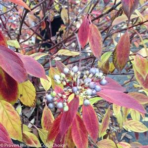 RED ROVER® SILKY DOGWOOD