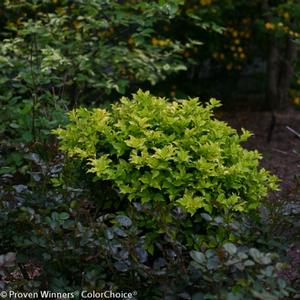 CASTLE GOLD™ BLUE HOLLY