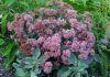 TOUCHDOWN BREEZE SEDUM