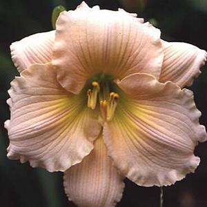 FAIRY TALE PINK DAYLILY