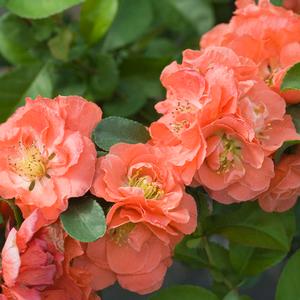 DOUBLE TAKE® PEACH STORM QUINCE