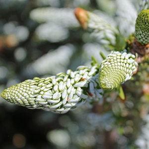 HORSTMANN'S SILBERLOCKE KOREAN FIR