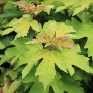 OH CANADA™ CRANBERRY BUSH