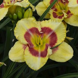 MONTERREY JACK DAYLILY