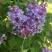 SCENTARA® DOUBLE BLUE LILAC