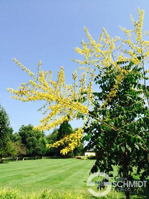 SUMMERBURST® GOLDEN RAINTREE