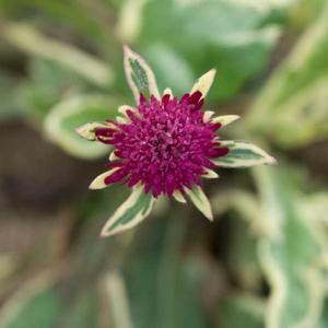 THUNDER AND LIGHTNING KNAUTIA