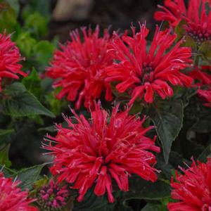 PARDON MY CERISE BEEBALM