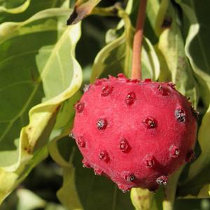 SAMARITAN® KOUSA DOGWOOD