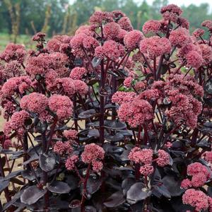 NIGHT EMBERS SEDUM