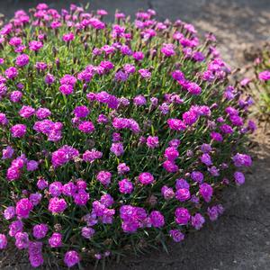MOUNTAIN FROST™ PINK POMPOM DIANTHUS