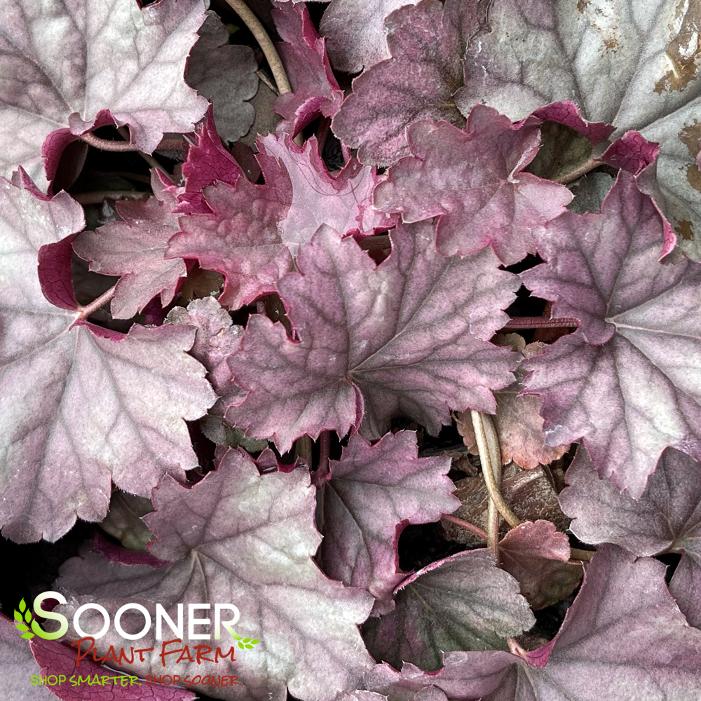 STAINLESS STEEL CORAL BELLS