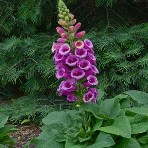 CANDY MOUNTAIN FOXGLOVE