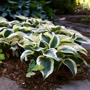 BLUE IVORY HOSTA