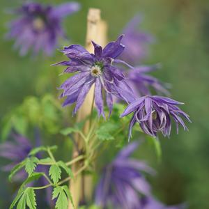 SPARKY® BLUE CLEMATIS