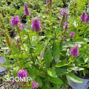 ARTIST MONA LISA SMILE SPEEDWELL