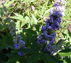 ABBEVILLE BLUE CHASTE TREE