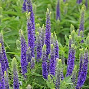 ROYAL CANDLES SPEEDWELL