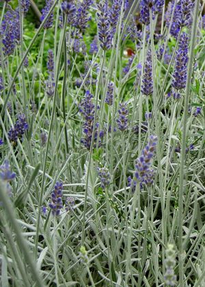 SAWYER'S LAVENDER