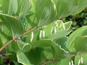 VARIEGATED SOLOMAN'S SEAL