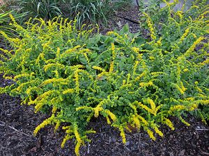 GOLDEN FLEECE GOLDENROD