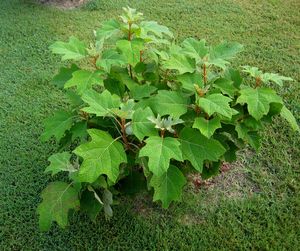 ALICE OAKLEAF HYDRANGEA