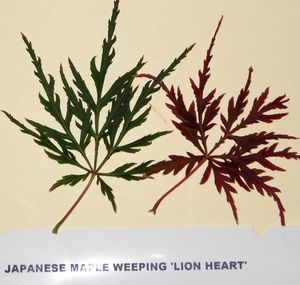 LION HEART WEEPING JAPANESE MAPLE