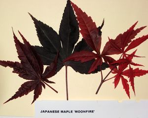MOONFIRE UPRIGHT JAPANESE MAPLE
