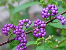 PURPLE PASSION BEAUTYBERRY