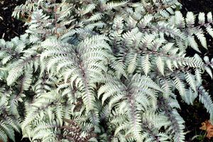 SILVER FALLS FERN